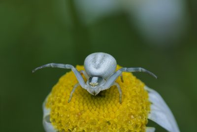 Misumena vatia