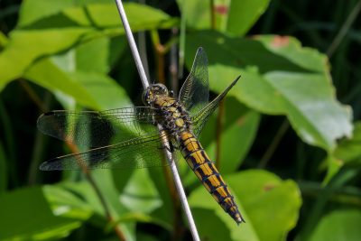 Orthetrum cancellatum