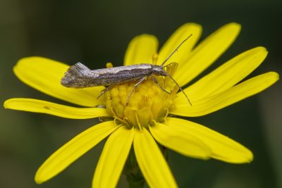 Plutella xylostella