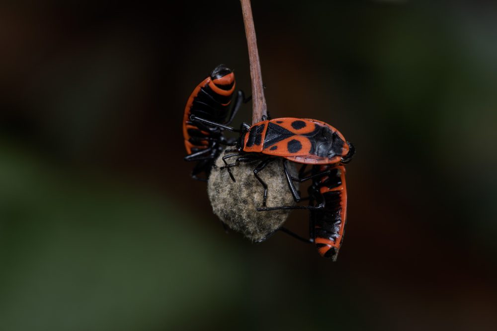 Pyrrhocoris apterus