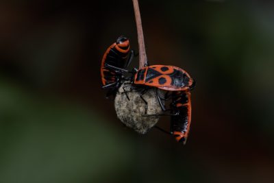 Pyrrhocoris apterus