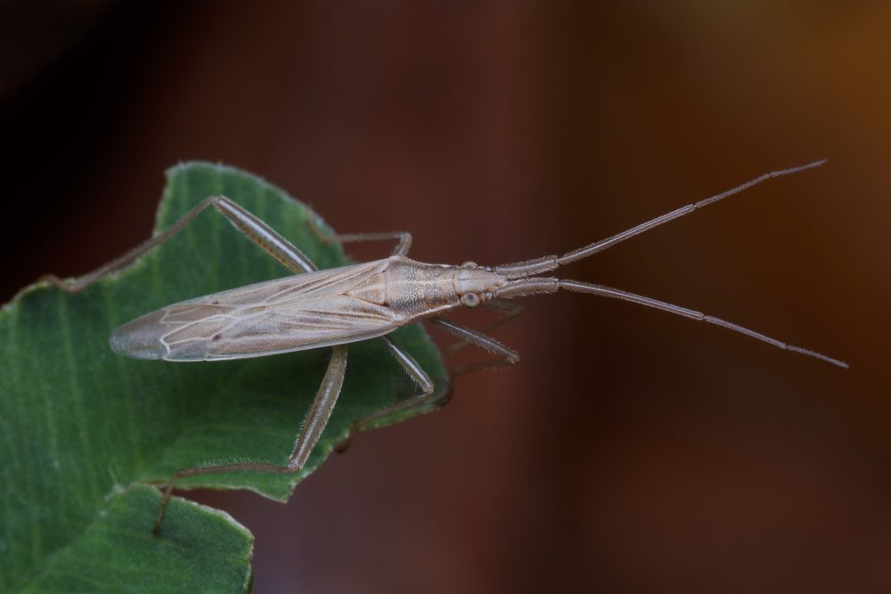 Stenodema laevigatum