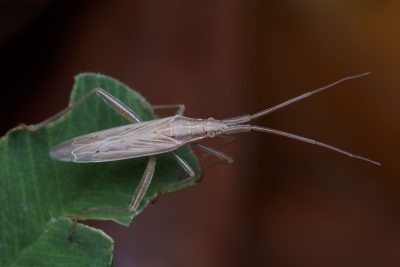 Stenodema laevigatum