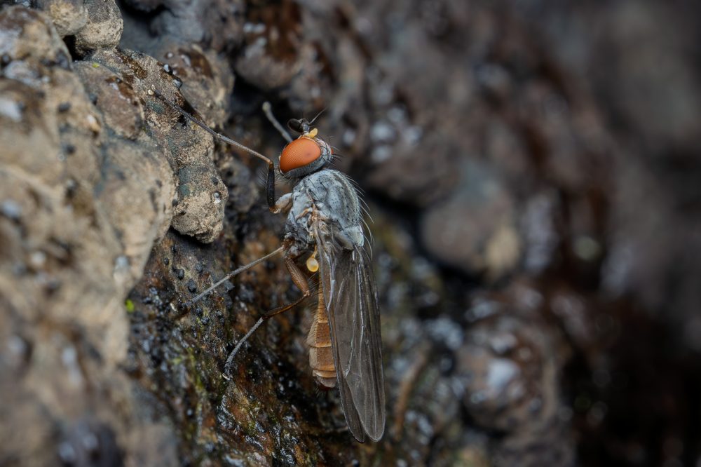 Tephrochlamys flavipes