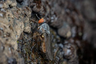 Tephrochlamys flavipes