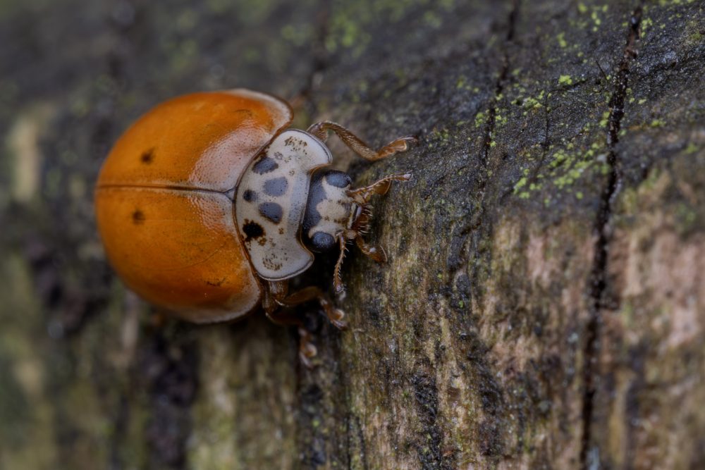 Adalia decempunctata