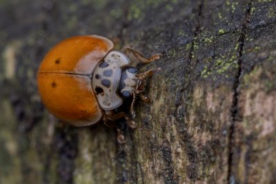 Adalia decempunctata