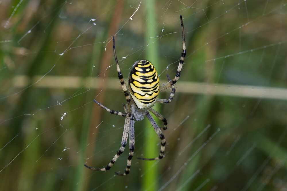 Argiope bruennichi