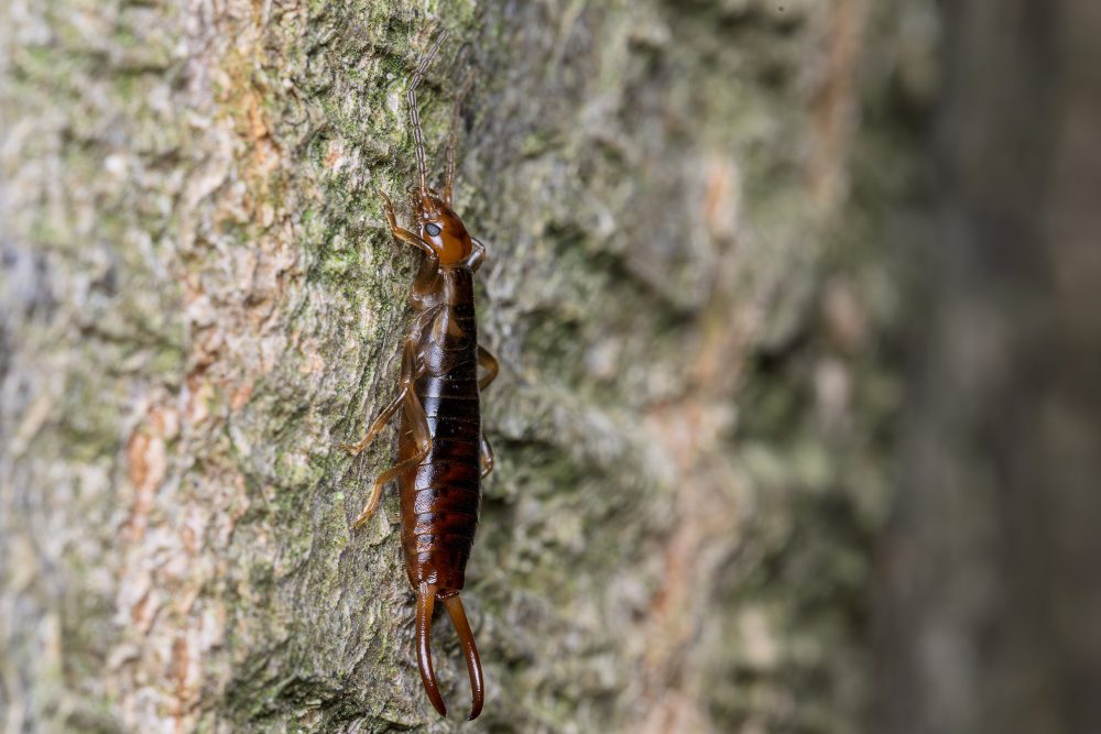 Chelidurella acanthopygia