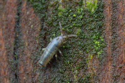 Tomocerus vulgaris