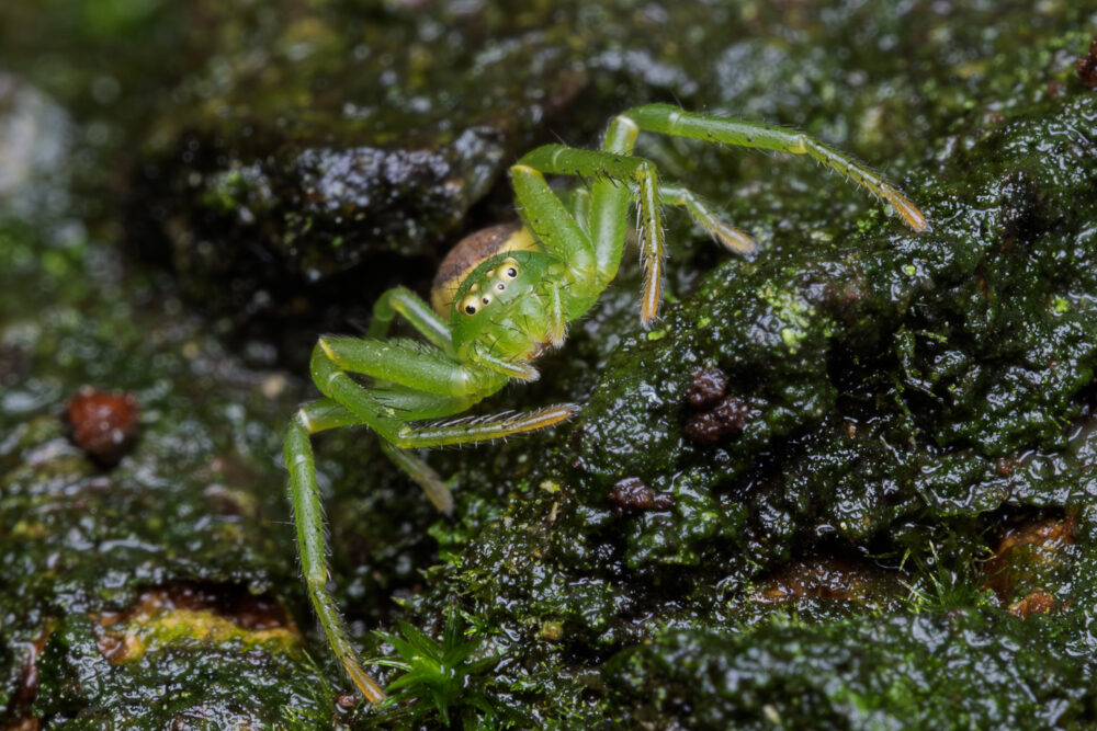 Diaea dorsata