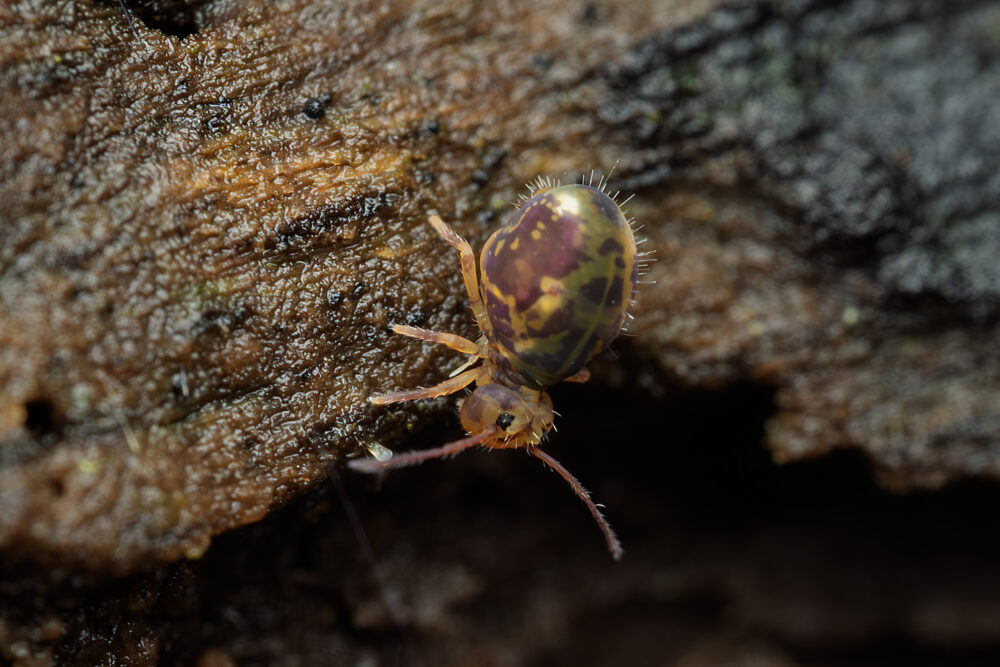 Dicyrtomina ornata