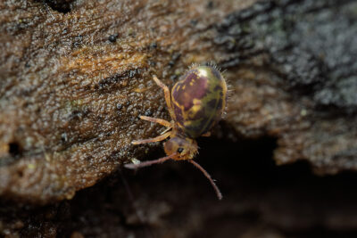 Dicyrtomina ornata