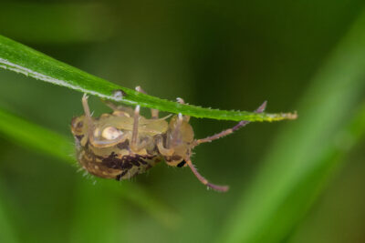 Dicyrtomina saundersi