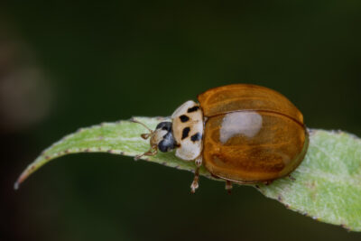 Harmonia axyridis