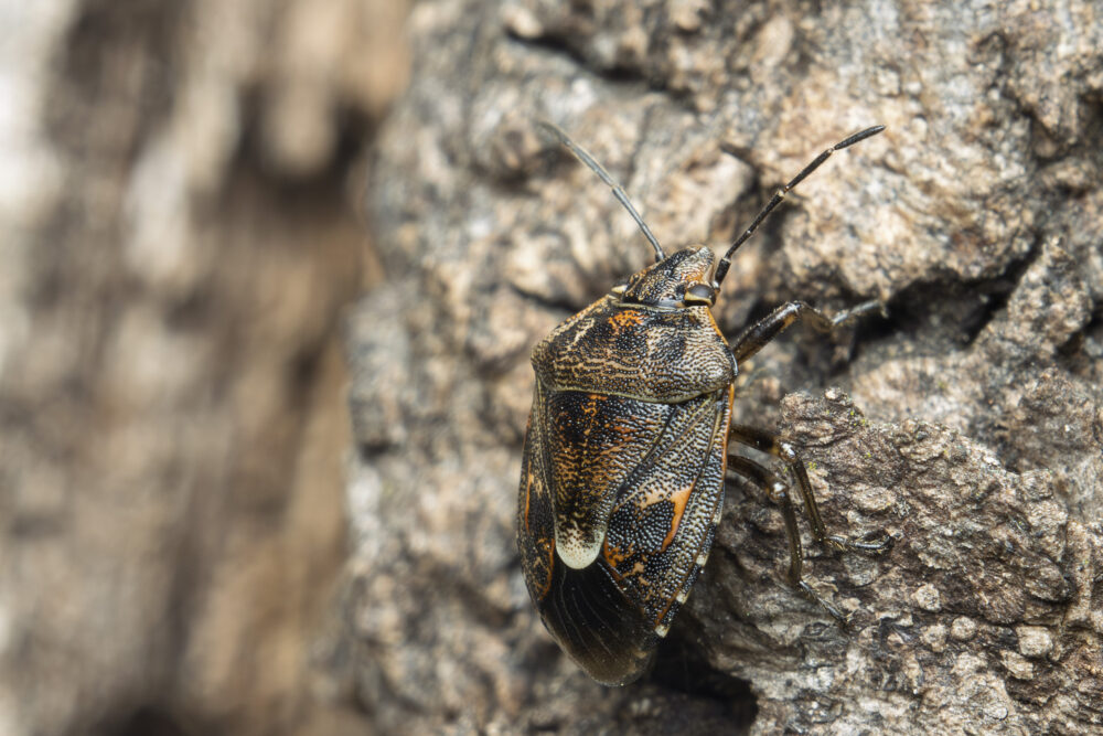 Holcogaster fibulata
