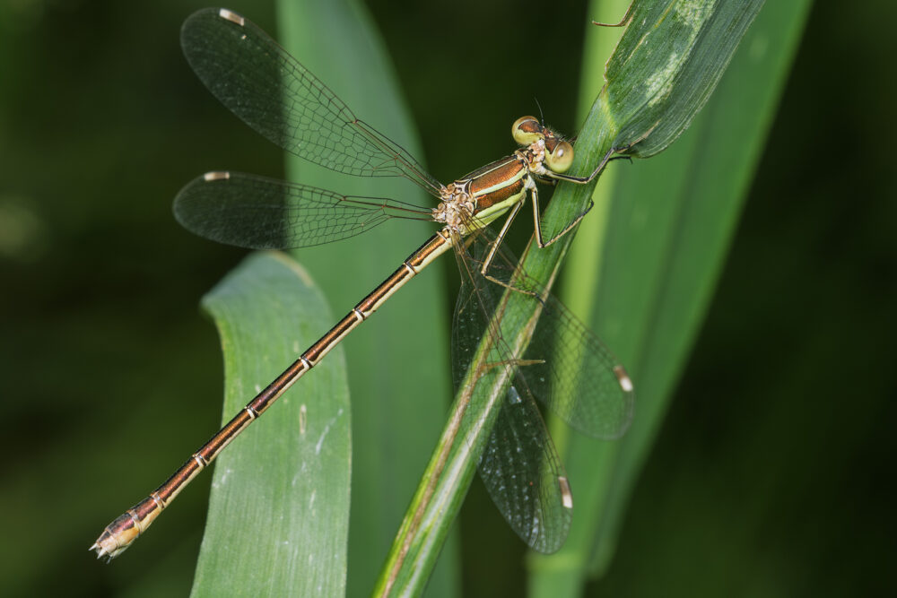Lestes barbarus