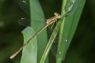 Lestes barbarus
