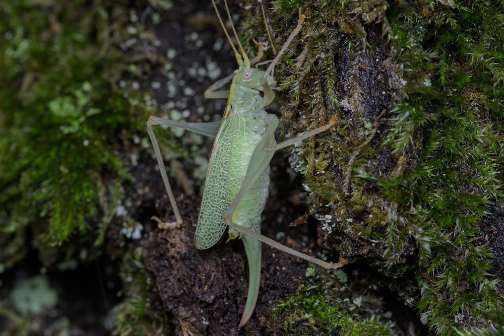 Meconema thalassinum