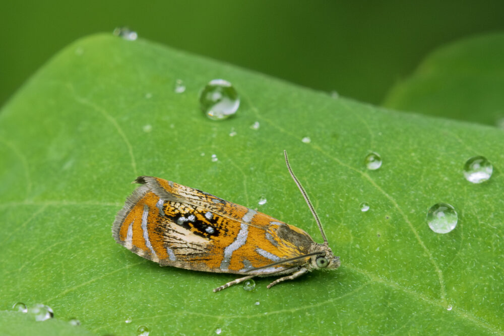 Olethreutes arcuella