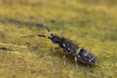 Orchesella cincta