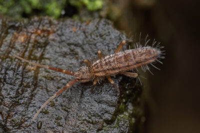 Orchesella flavescens