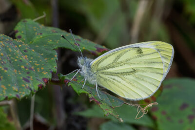 Pieris napi