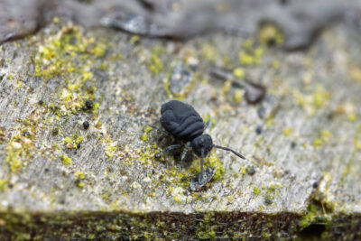 Sminthurinus lawrencei