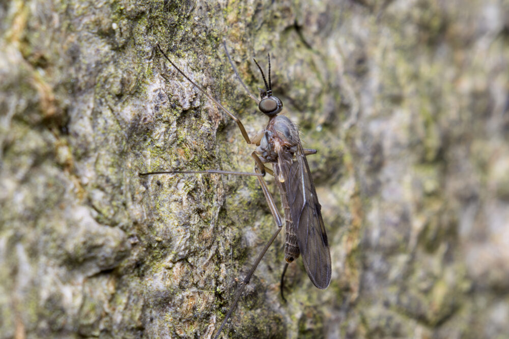 Sylvicola fenestralis