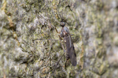 Sylvicola fenestralis