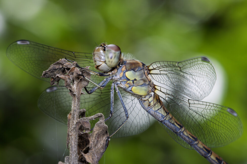 Sympetrum striolatum