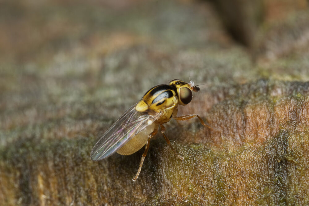 Thaumatomyia notata