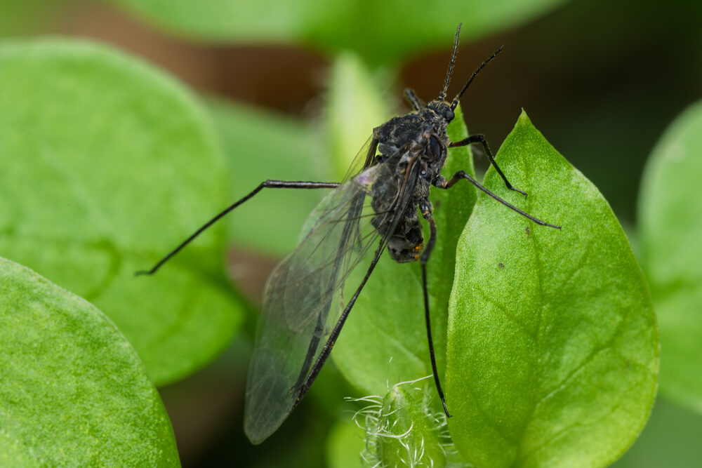 Tuberolachnus salignus