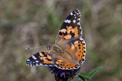 Vanessa cardui