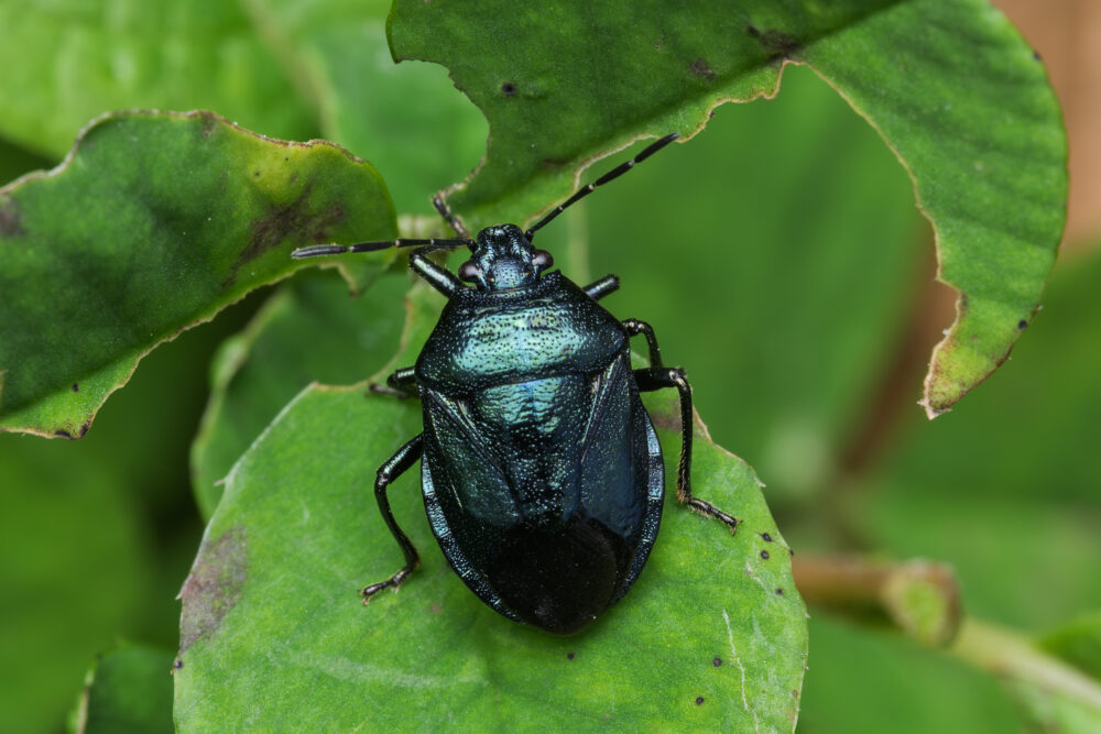Zicrona caerulea