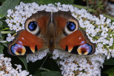 Aglais io