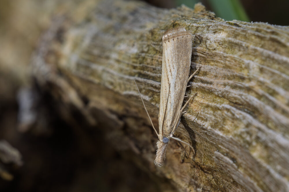 Agriphila straminella