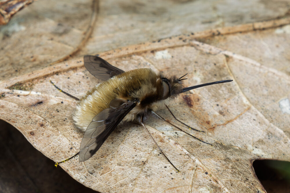 Bombylius major