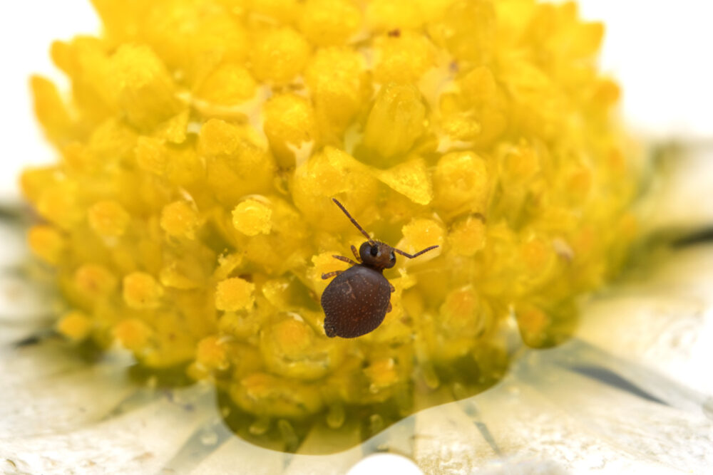 Bourletiella hortensis