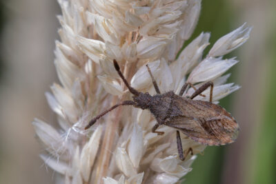 Coriomeris denticulatus