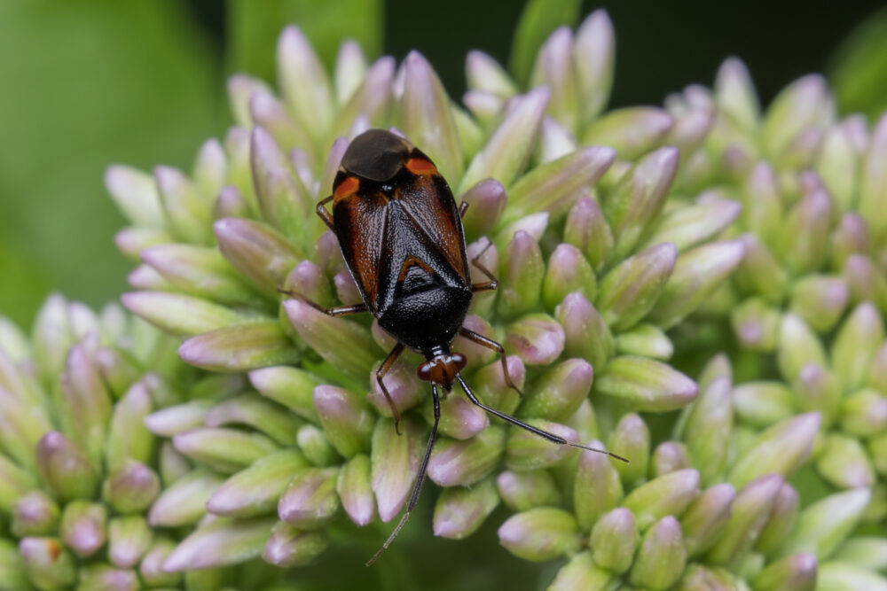Deraeocoris ruber