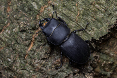 Dorcus parallelipipedus