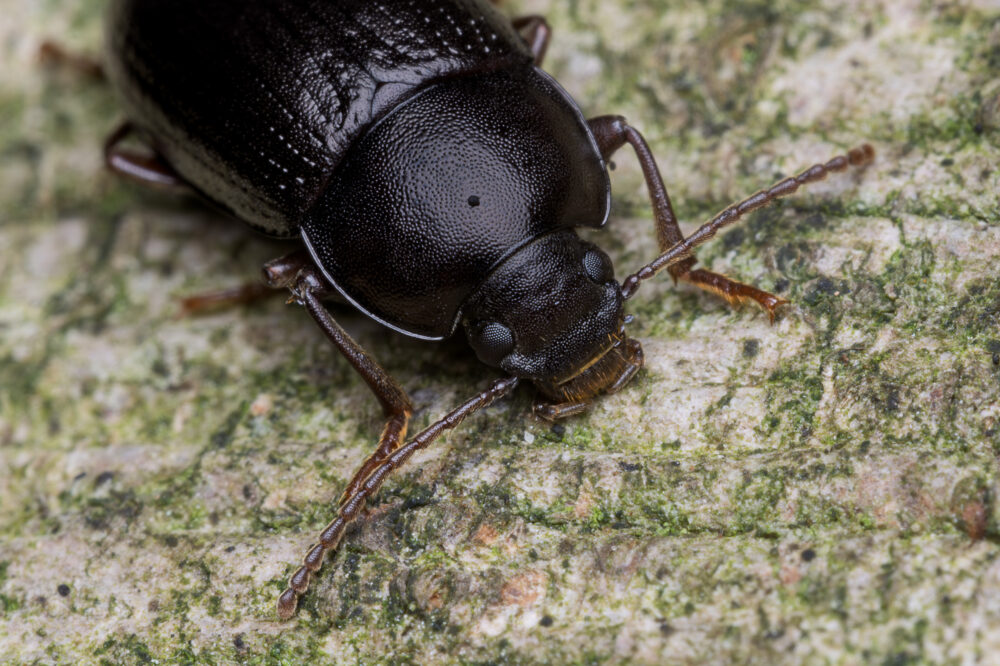 Nalassus laevioctostriatus