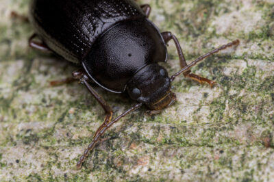 Nalassus laevioctostriatus