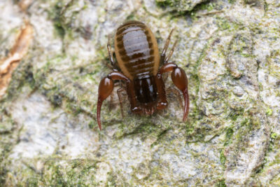 Neobisium carcinoides