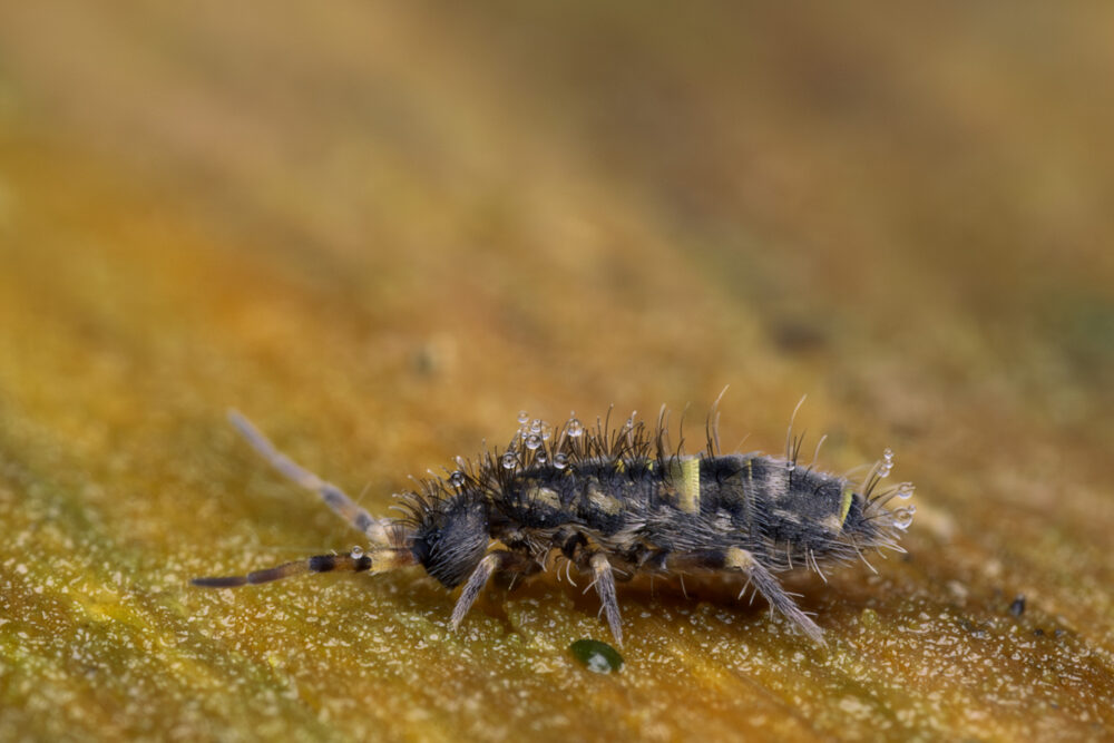 Orchesella cincta