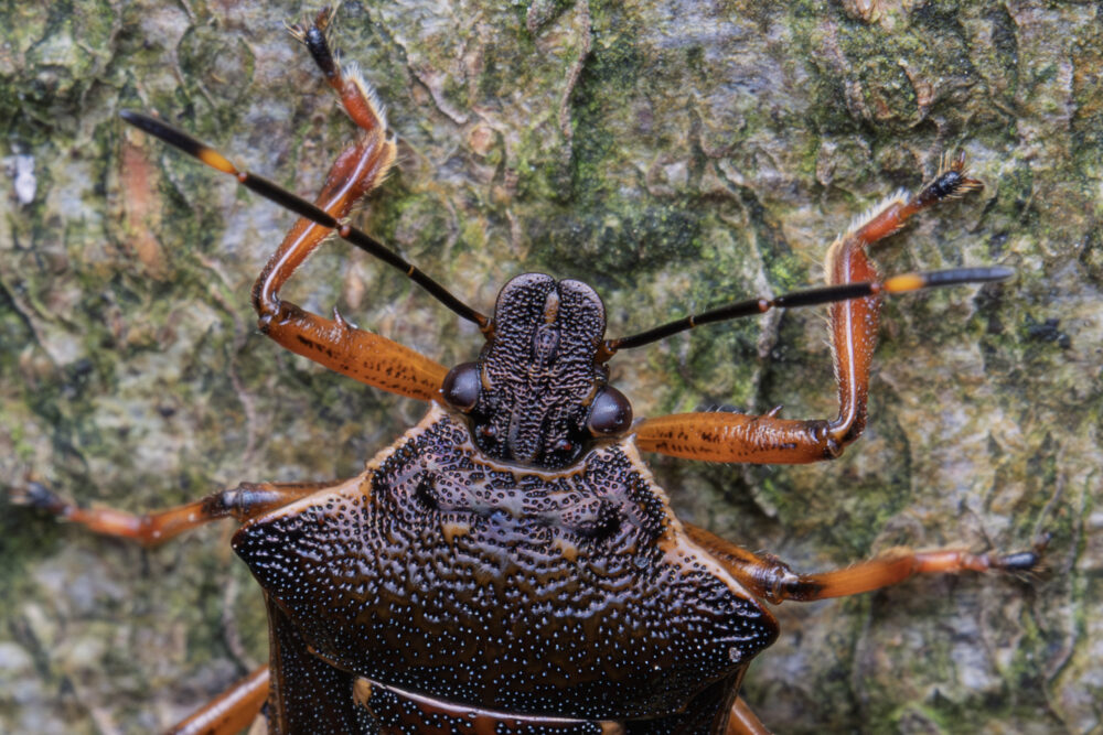Pinthaeus sanguinipes