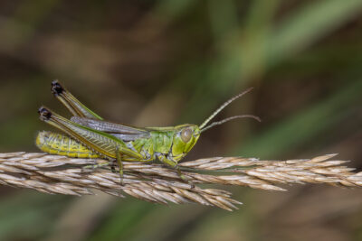 Pseudochorthippus parallelus
