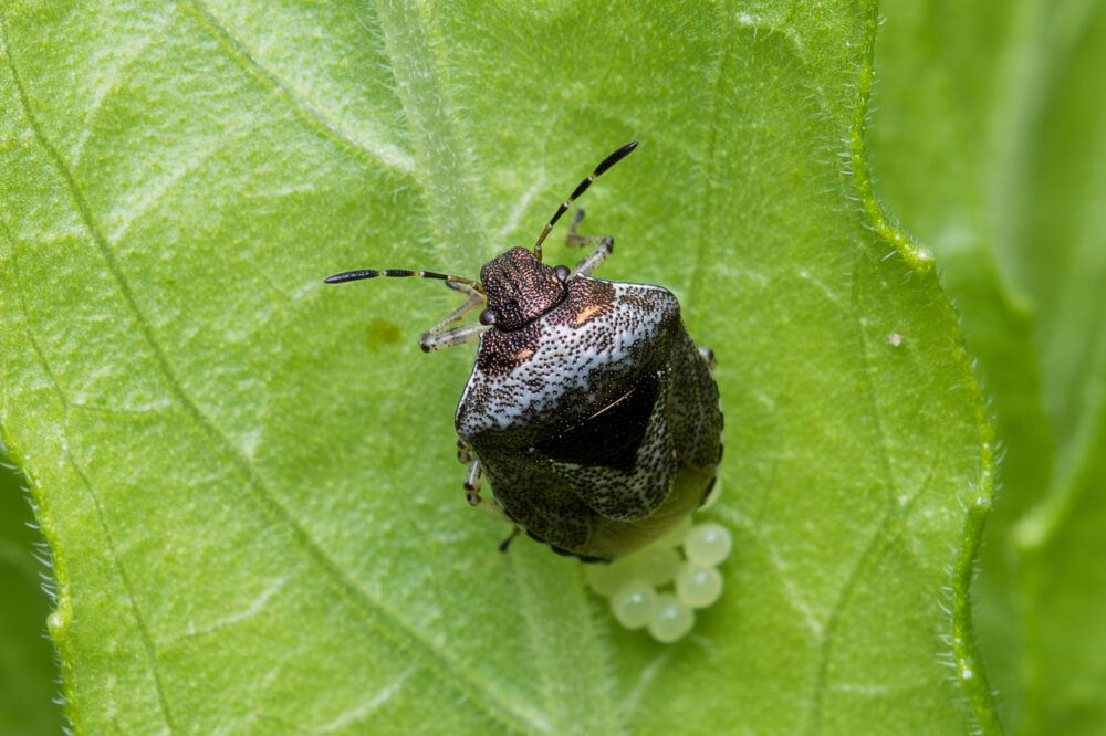 Stagonomus venustissimus