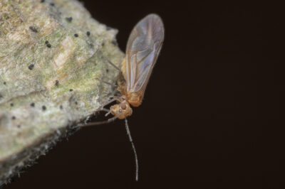 Valencia burmeisteri